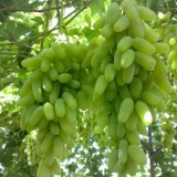 Korisna svojstva grožđa ženskog prsta ili husain bijelog